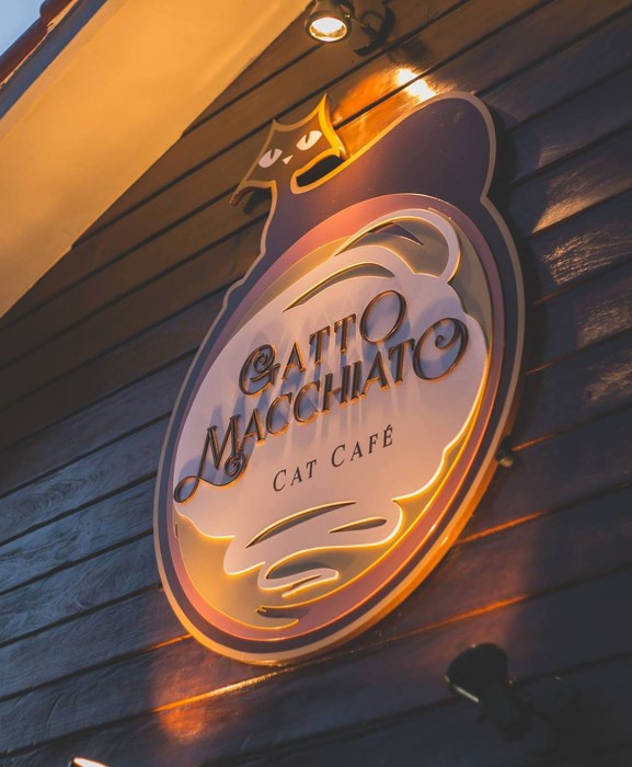 Gatto Macchiato