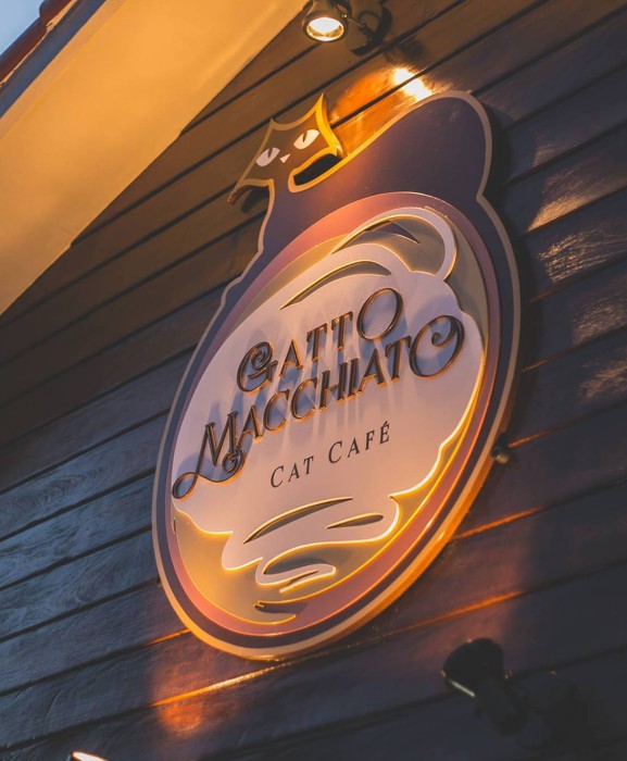 Gatto Macchiato